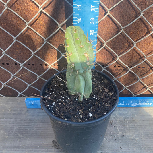 Bruce's Dragon Cactus SH3