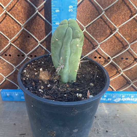 Bruce's Dragon Cactus SH6