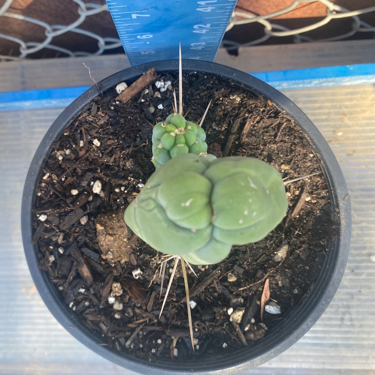 Bruce's Dragon Cactus SH6