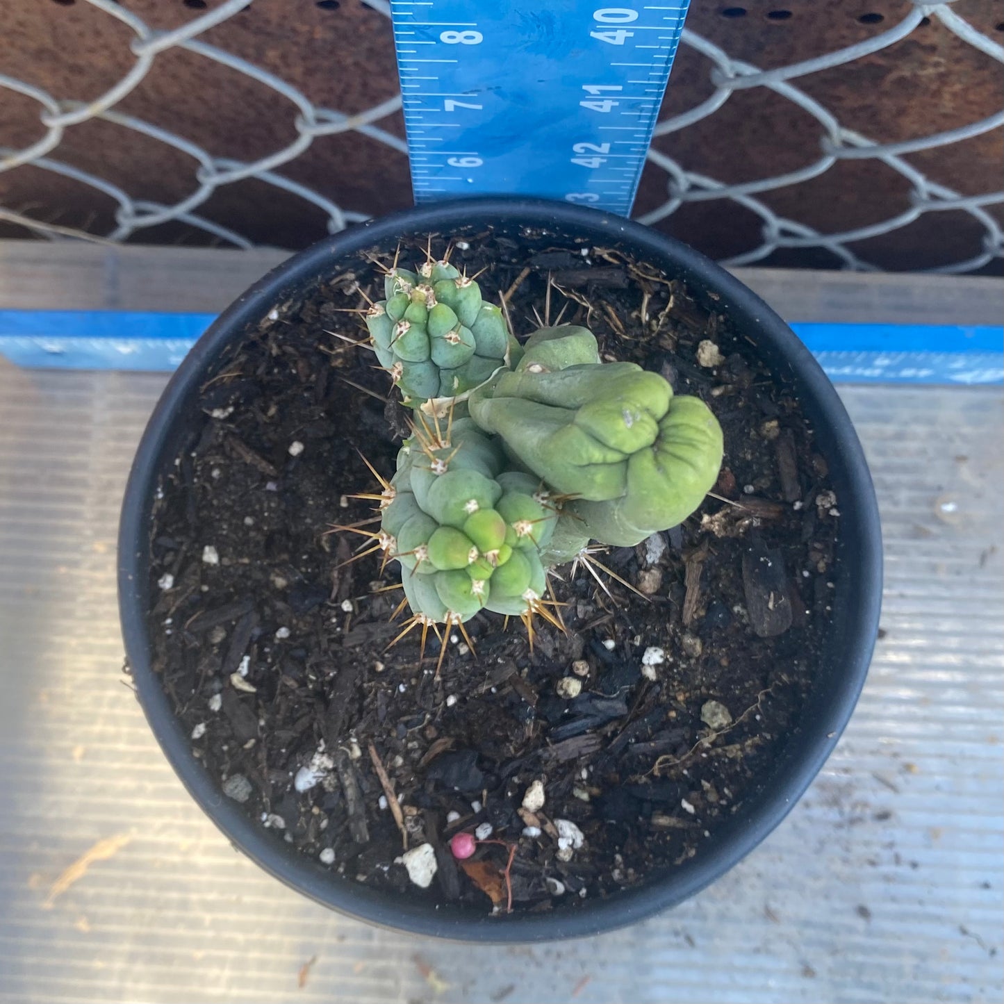 Bruce's Dragon Cactus SH8
