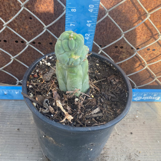 Bruce's Dragon Cactus SH9