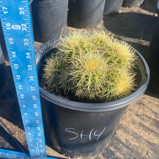 Golden Barrel Cactus Cluster SH4