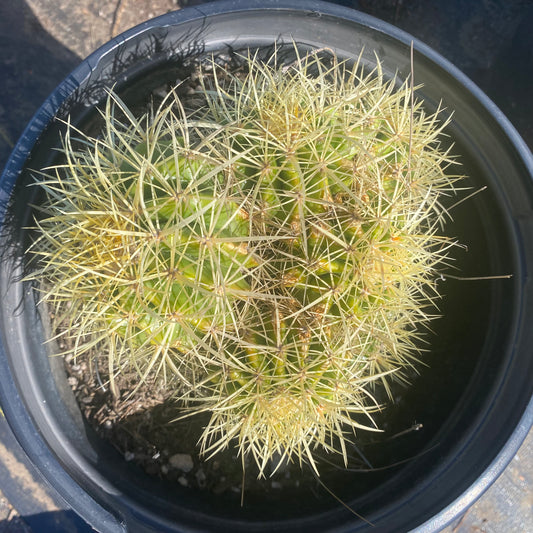 Golden Barrel Cactus Cluster SH5