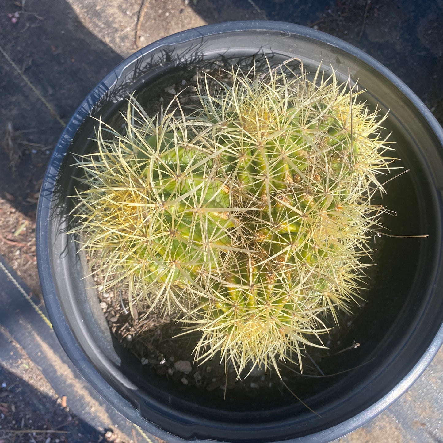 Golden Barrel Cactus Cluster SH5
