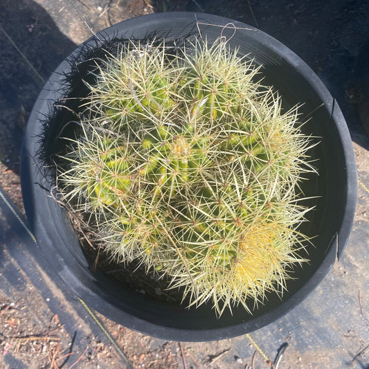 Golden Barrel Cactus Cluster SH7