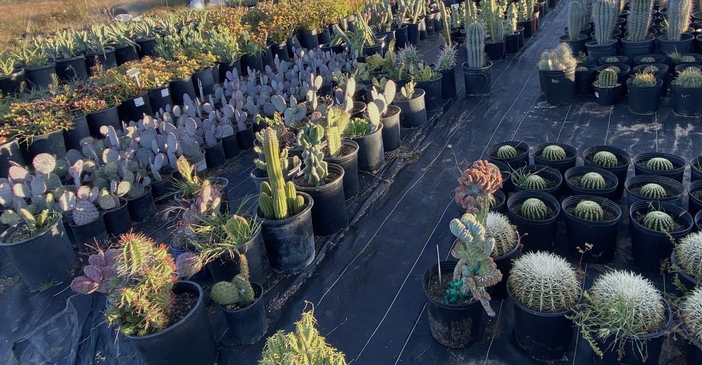 Echinocactus – Elektros Plants