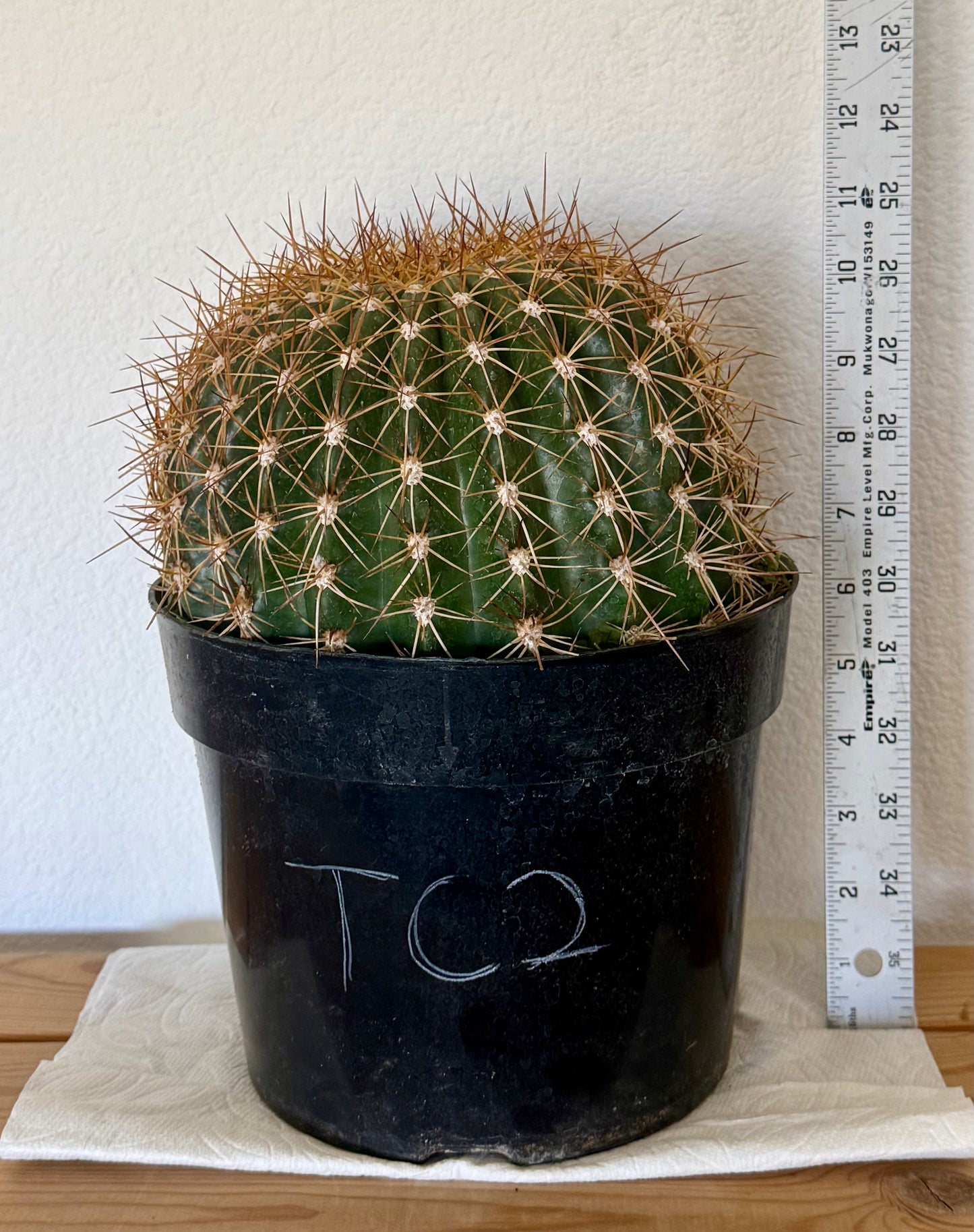 Trichocereus 'Copper Barrel' TC2 | Trichocereus Hyb. Cactus