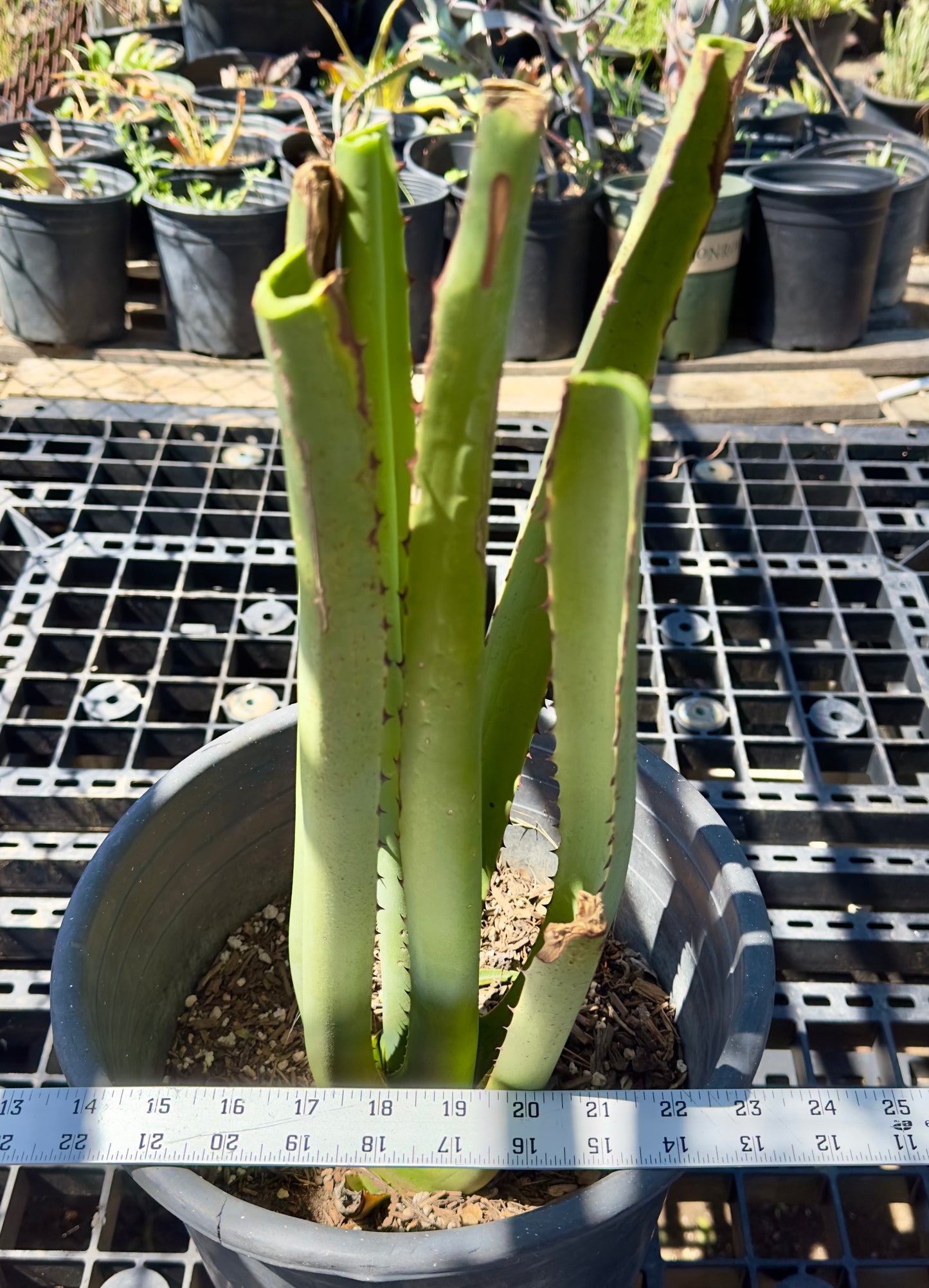 Furcraea macdougalii SH1