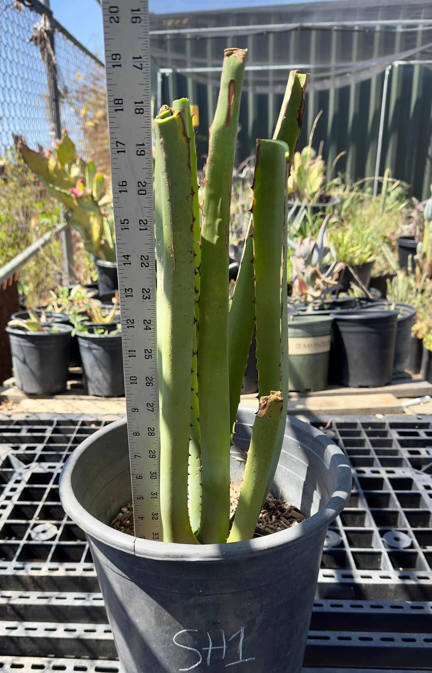 Furcraea macdougalii SH1