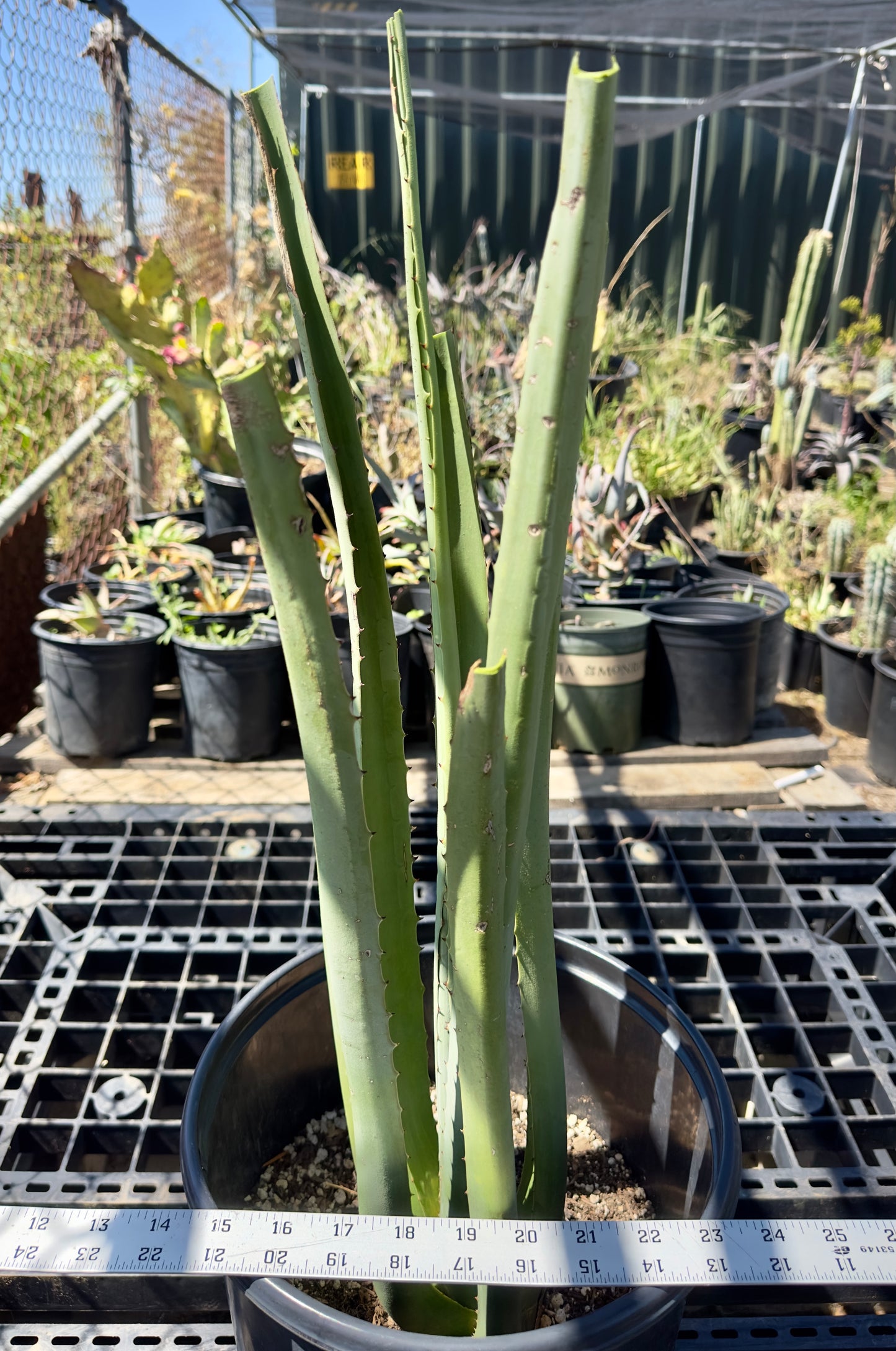 Furcraea macdougalii SH2