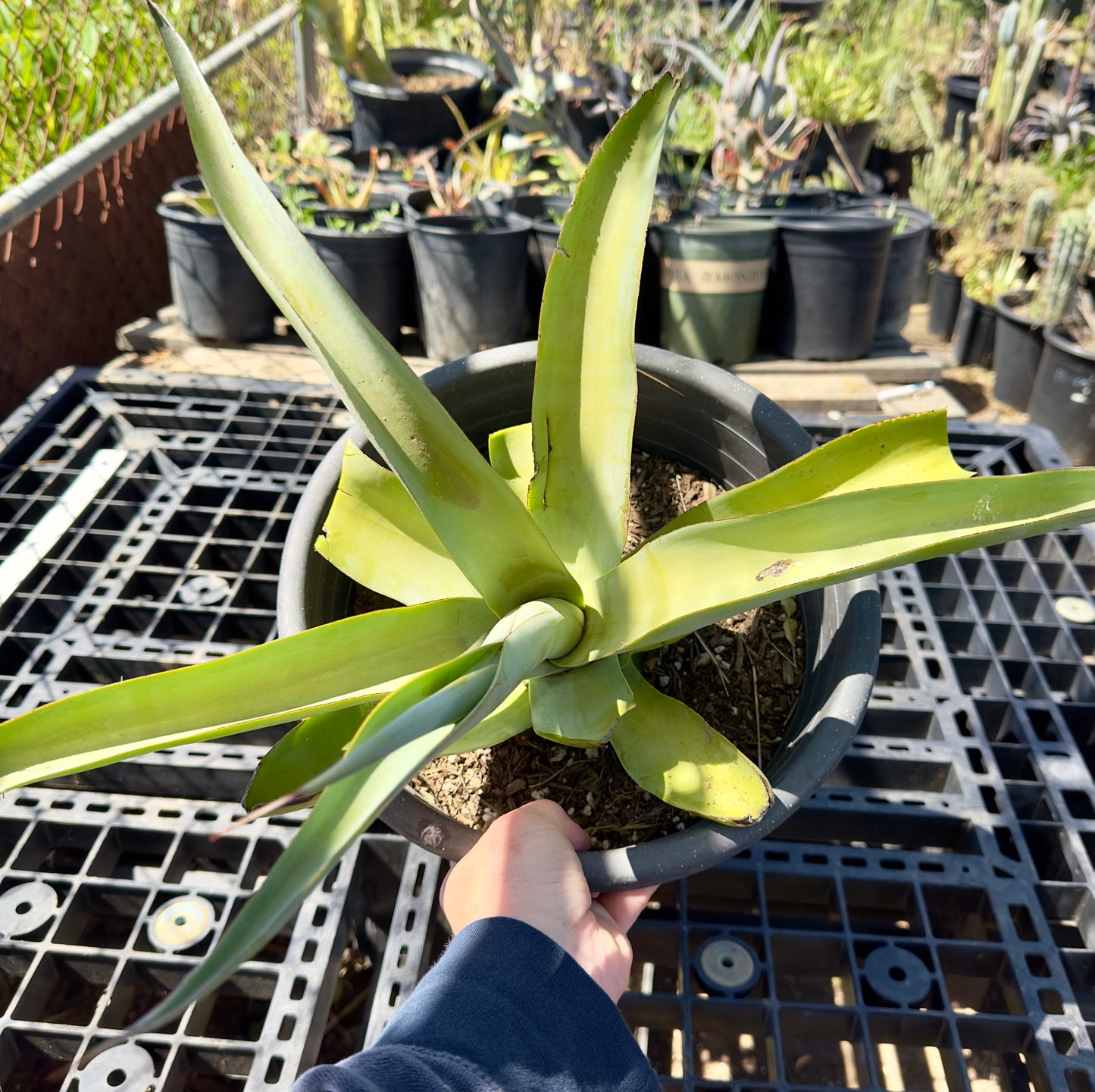 Octopus Agave - Agave vilmoriniana SH3