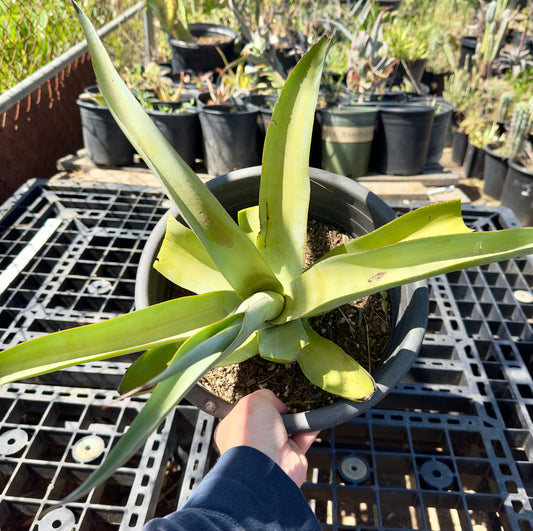 Octopus Agave - Agave vilmoriniana SH3