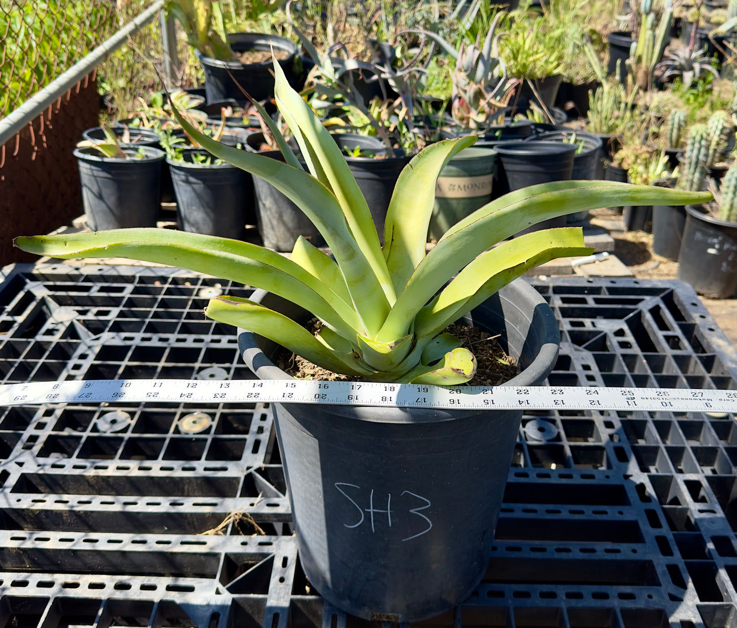 Octopus Agave - Agave vilmoriniana SH3