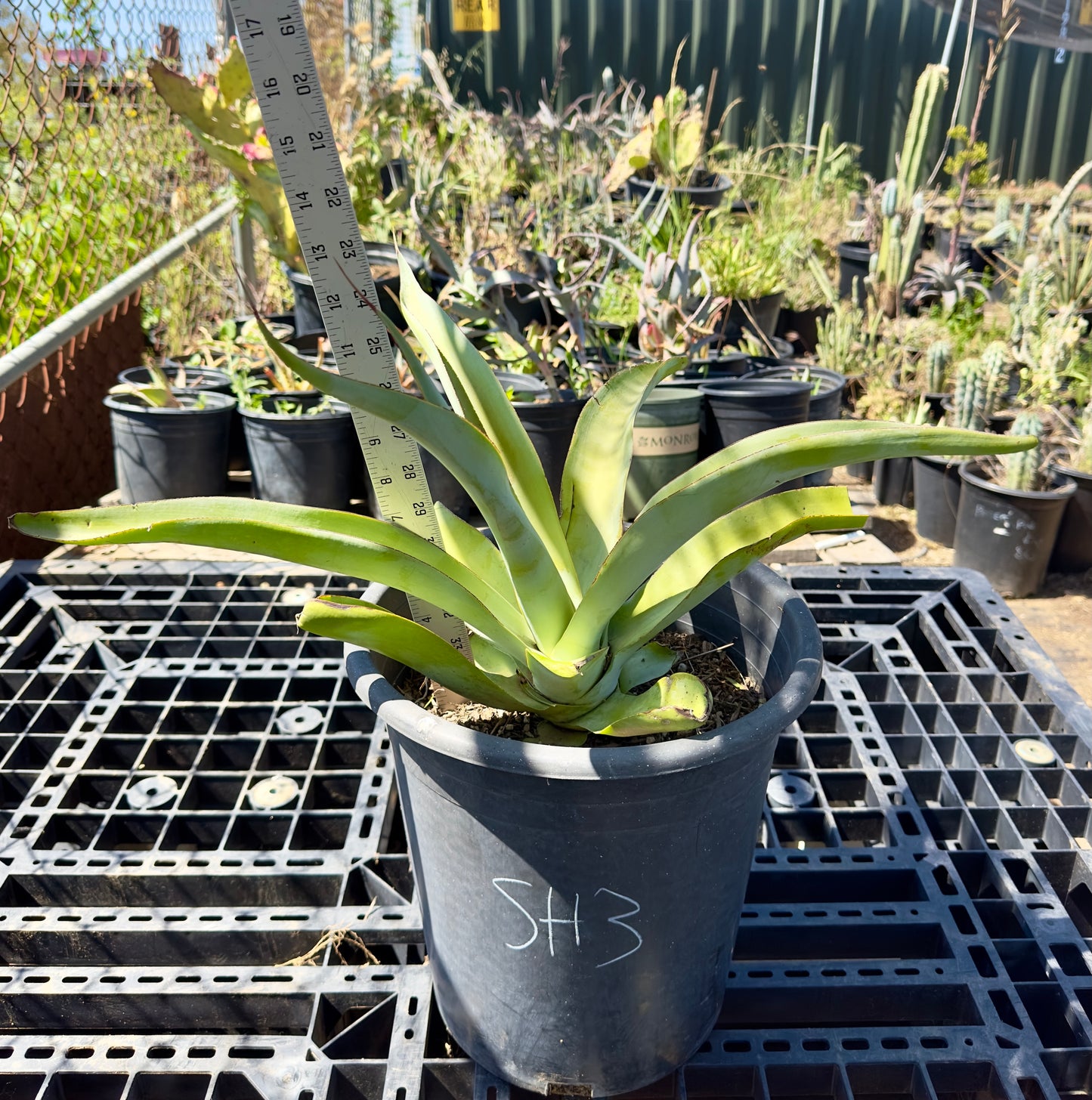 Octopus Agave - Agave vilmoriniana SH3