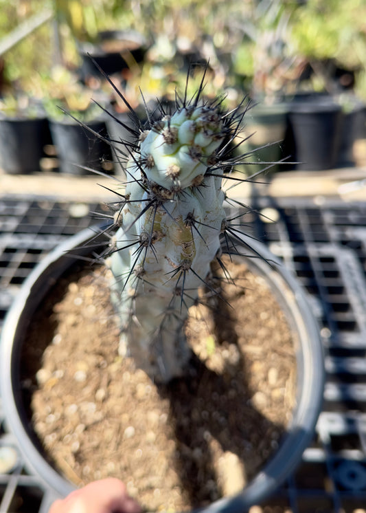 Cereus aethiops SH4