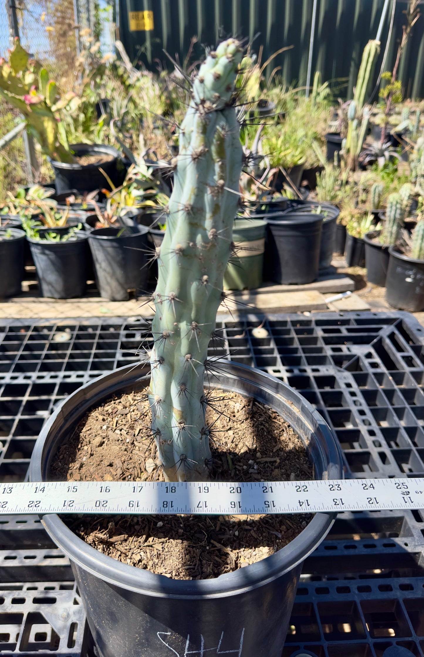 Cereus aeothiops SH4