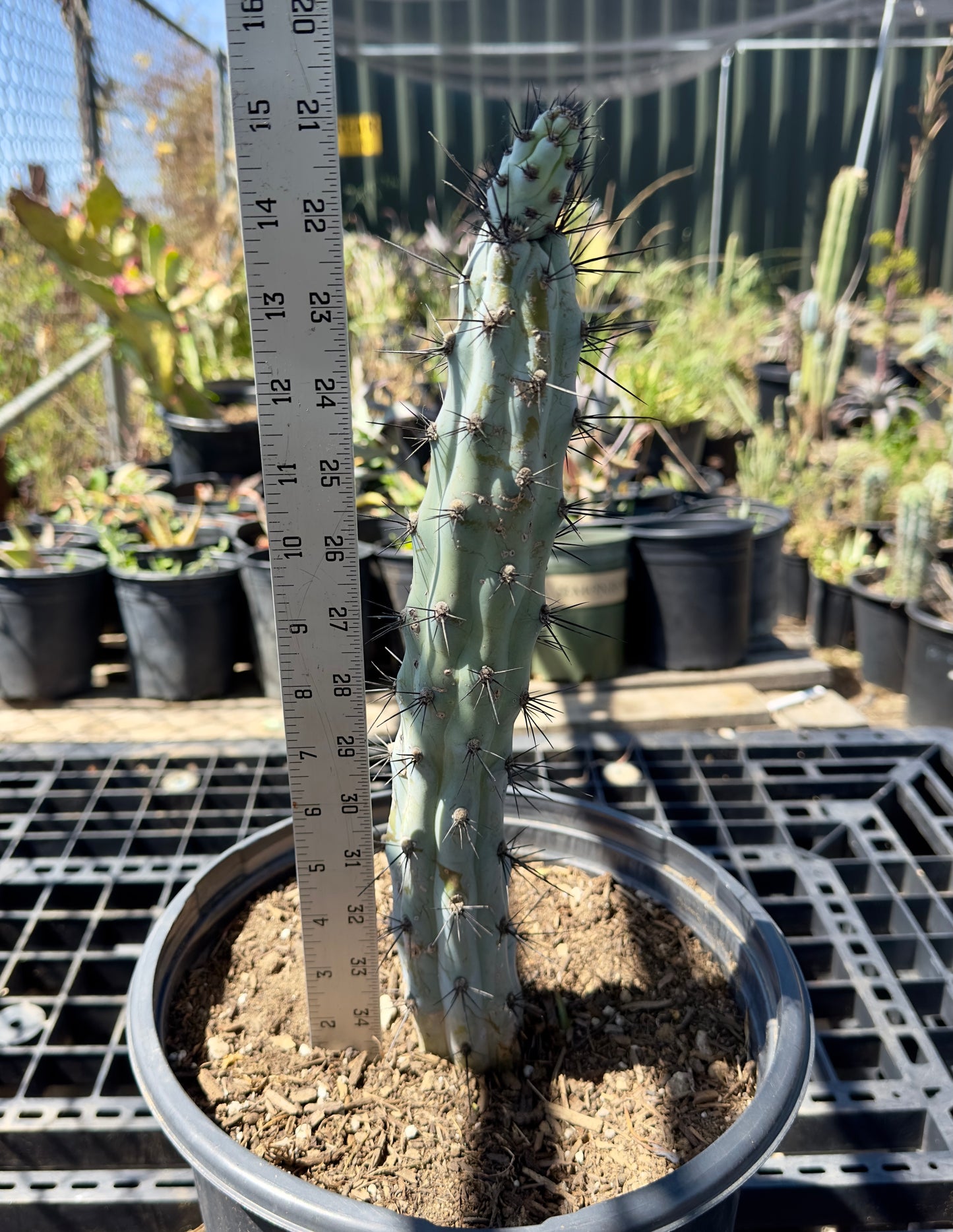 Cereus aeothiops SH4