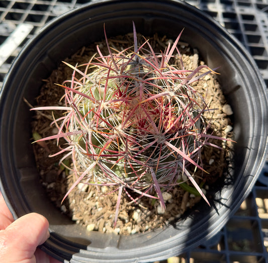 Ferocactus pilosus - Mexican Fire Barrel Cactus SH5