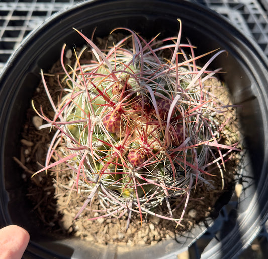 Ferocactus pilosus - Mexican Fire Barrel Cactus SH6