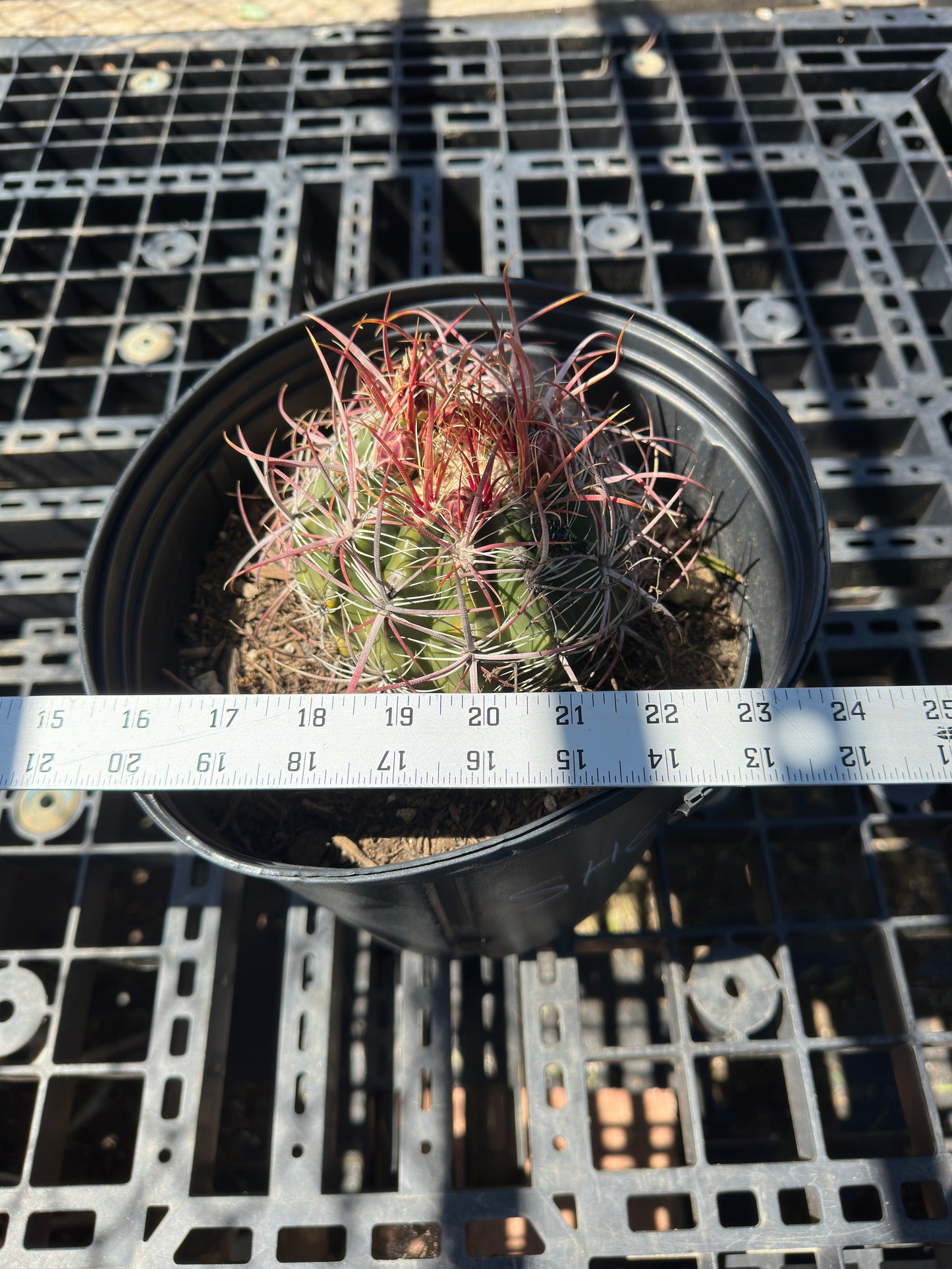 Ferocactus pilosus - Mexican Fire Barrel Cactus SH6