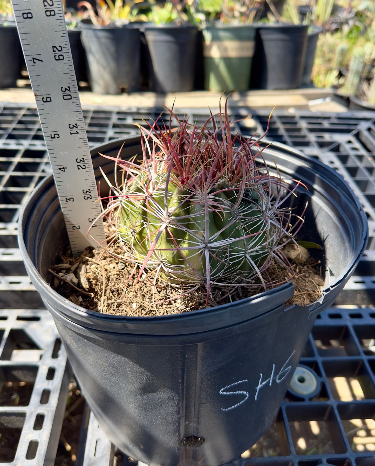 Ferocactus pilosus - Mexican Fire Barrel Cactus SH6