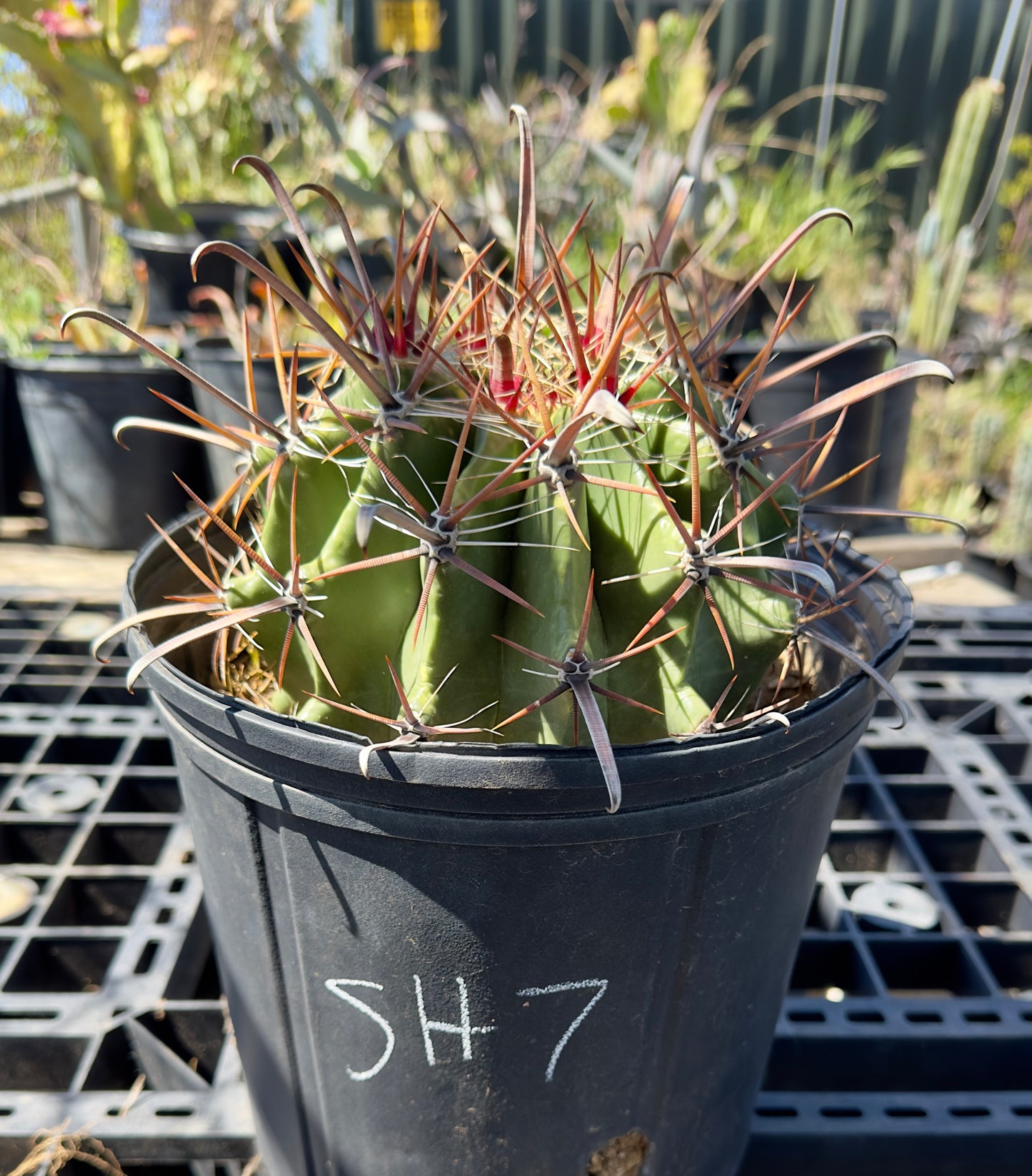 Ferocactus herrerae - Twisted Barrel Cactus SH7