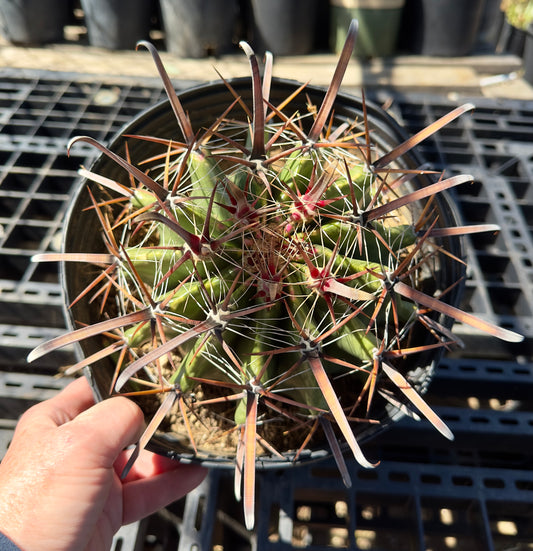 Ferocactus herrerae - Twisted Barrel Cactus SH7