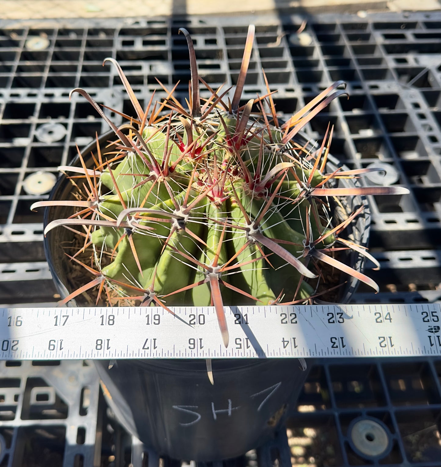 Ferocactus herrerae - Twisted Barrel Cactus SH7