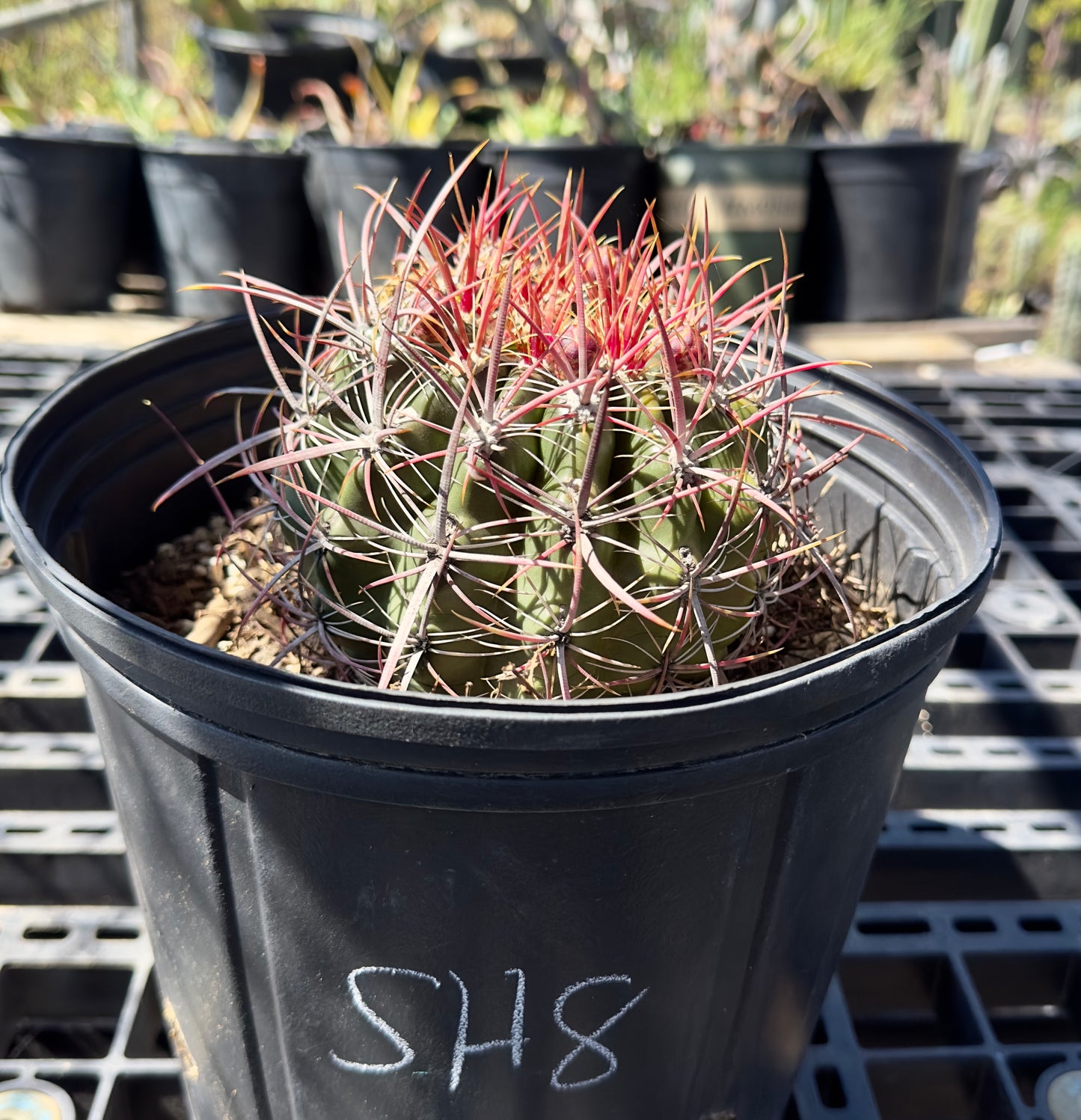 Ferocactus pilosus - Mexican Fire Barrel Cactus SH8