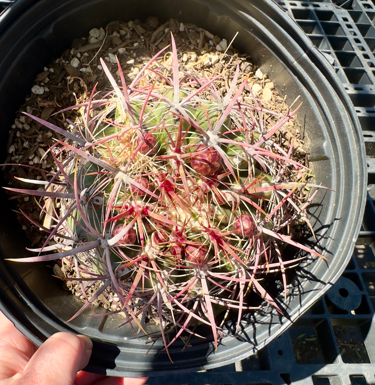 Ferocactus pilosus - Mexican Fire Barrel Cactus SH8