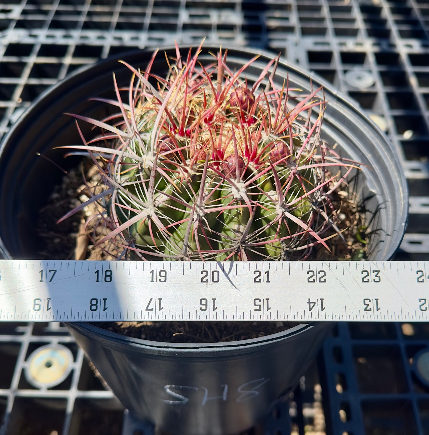 Ferocactus pilosus - Mexican Fire Barrel Cactus SH8