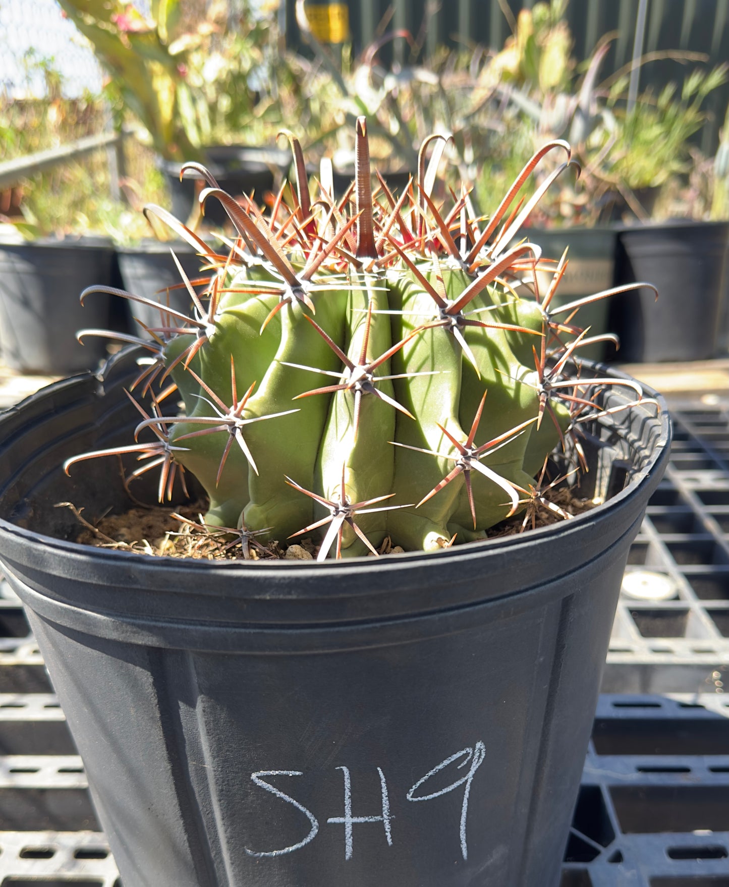 Ferocactus herrerae - Twisted Barrel Cactus SH9