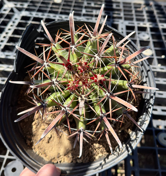 Ferocactus herrerae - Twisted Barrel Cactus SH9