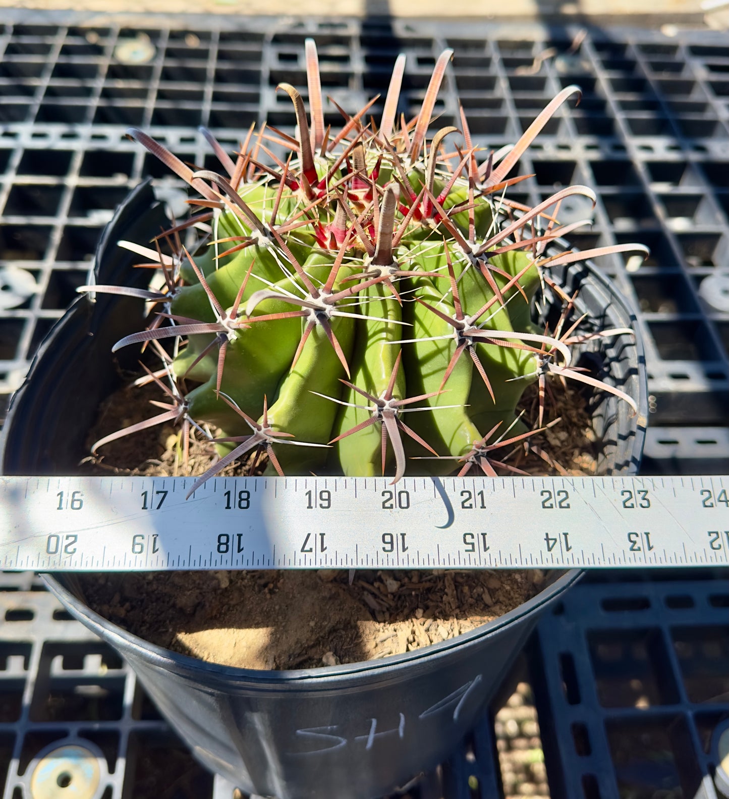 Ferocactus herrerae - Twisted Barrel Cactus SH9