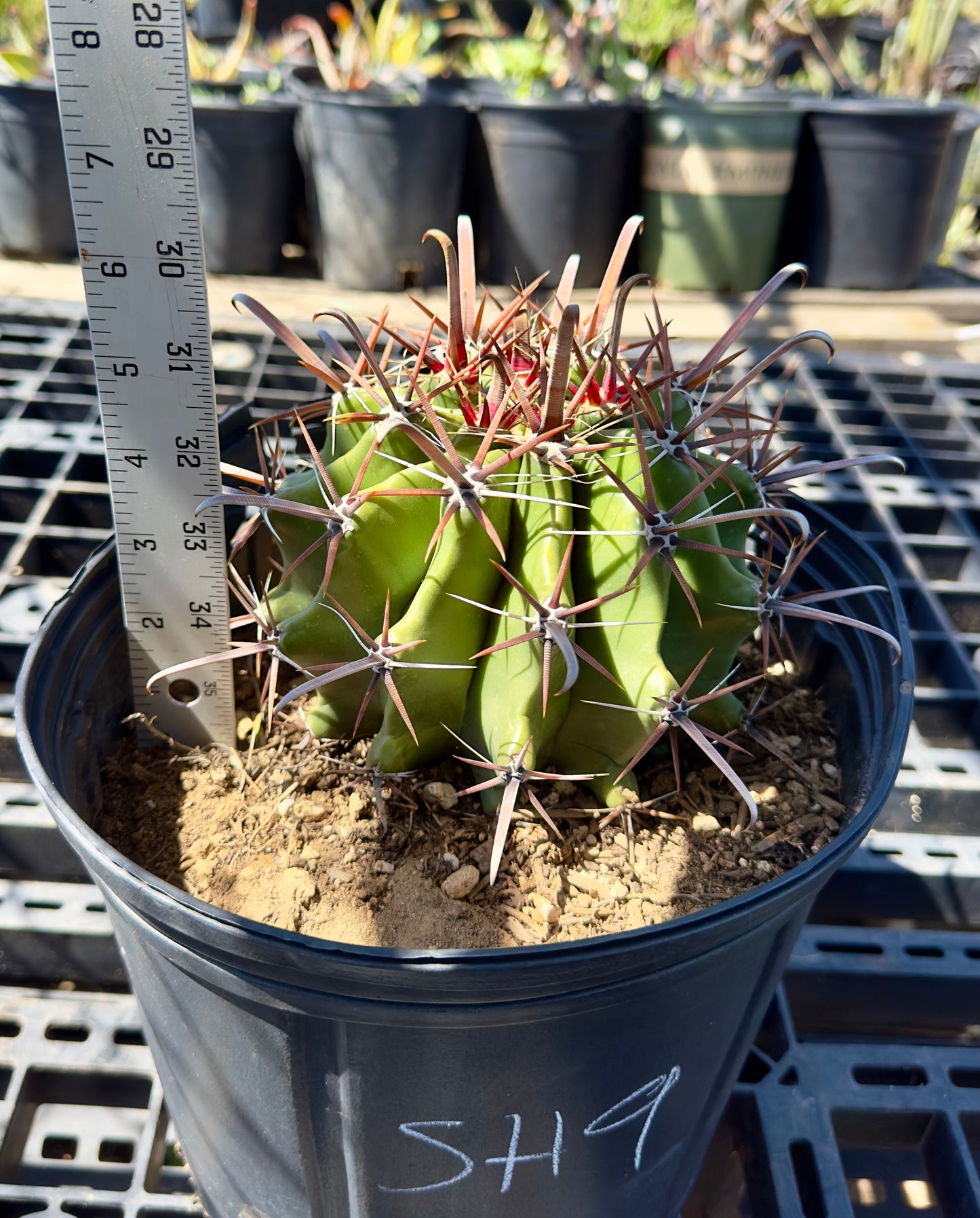 Ferocactus herrerae - Twisted Barrel Cactus SH9