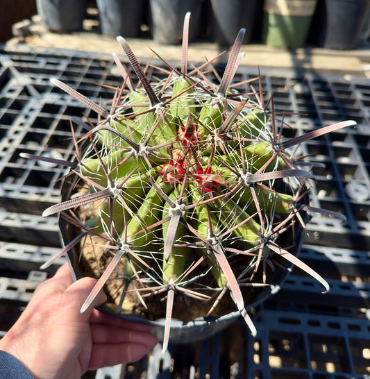 Ferocactus herrerae - Twisted Barrel Cactus SH11