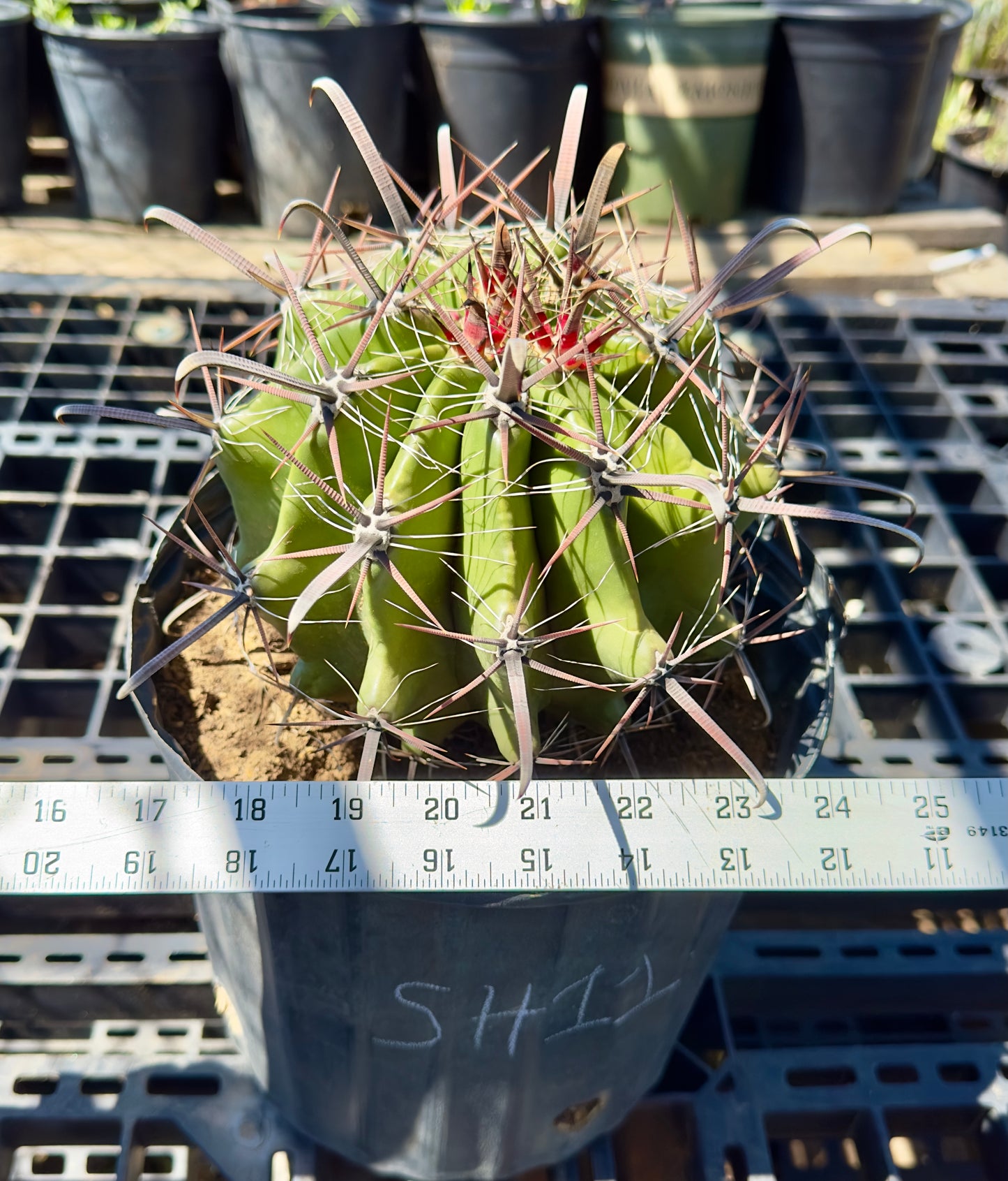 Ferocactus herrerae - Twisted Barrel Cactus SH11