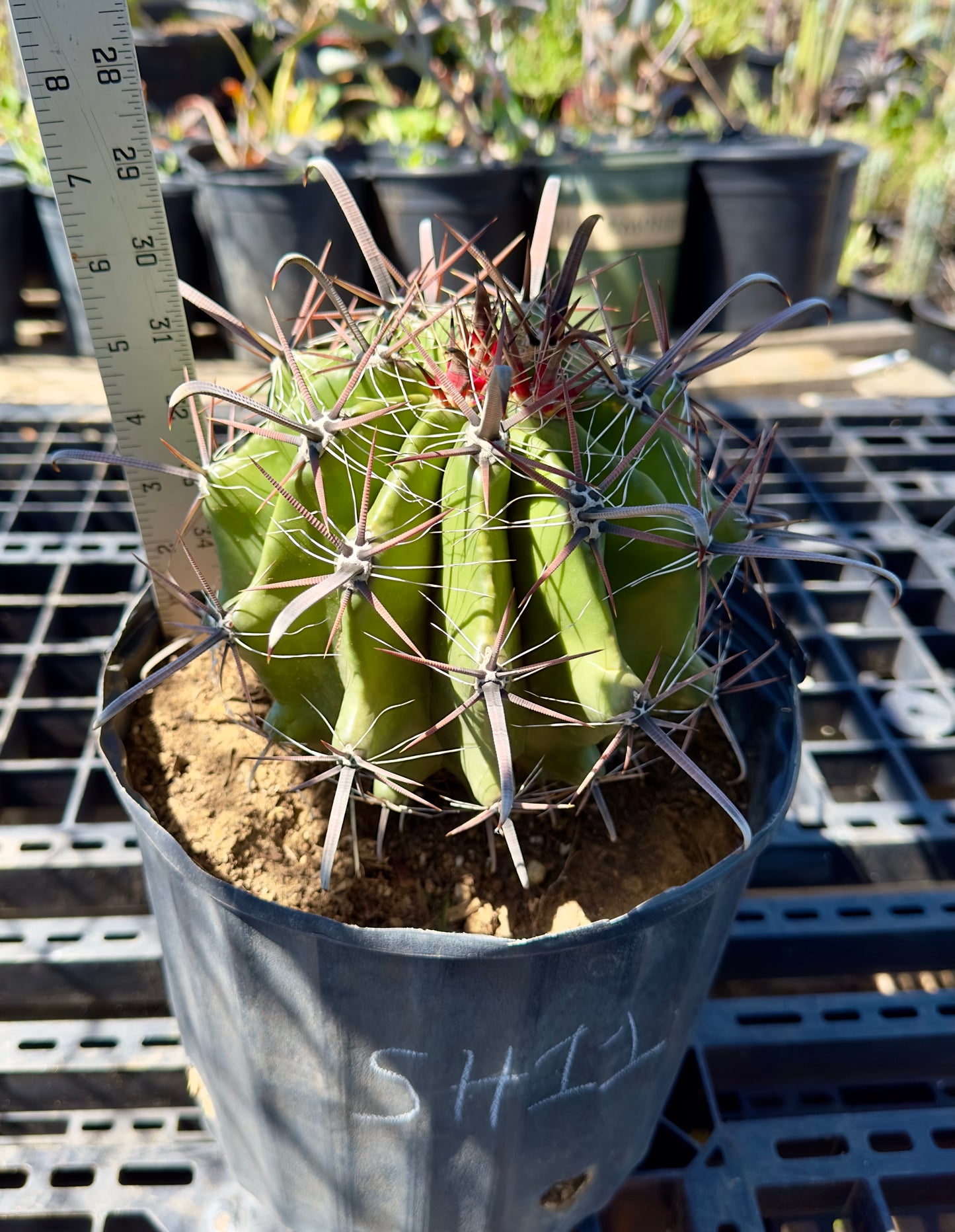 Ferocactus herrerae - Twisted Barrel Cactus SH11