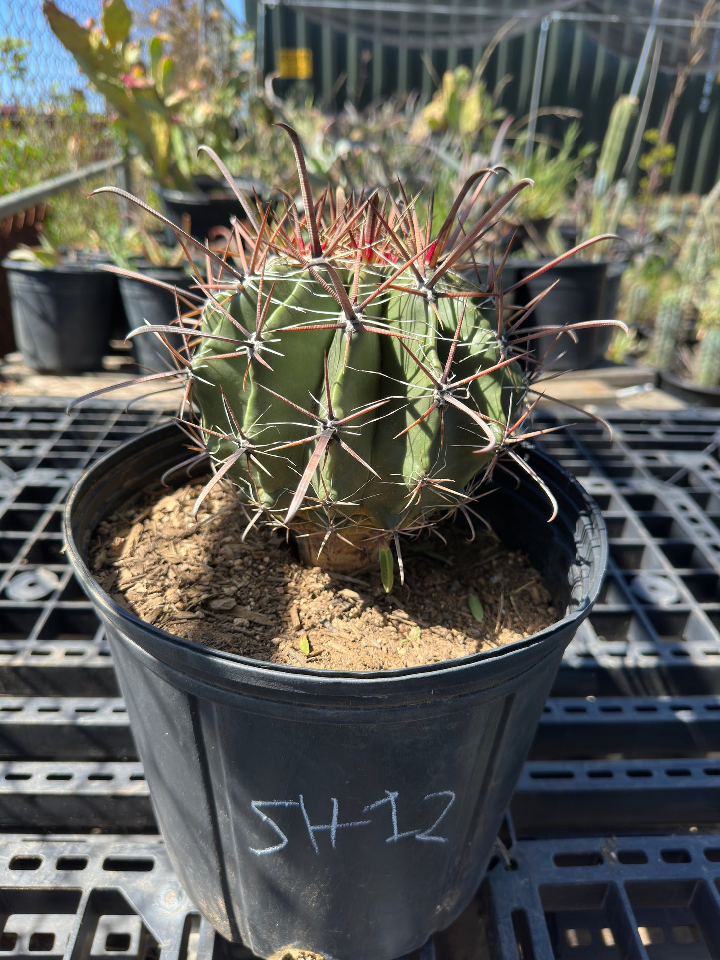 Ferocactus herrerae - Twisted Barrel Cactus SH12