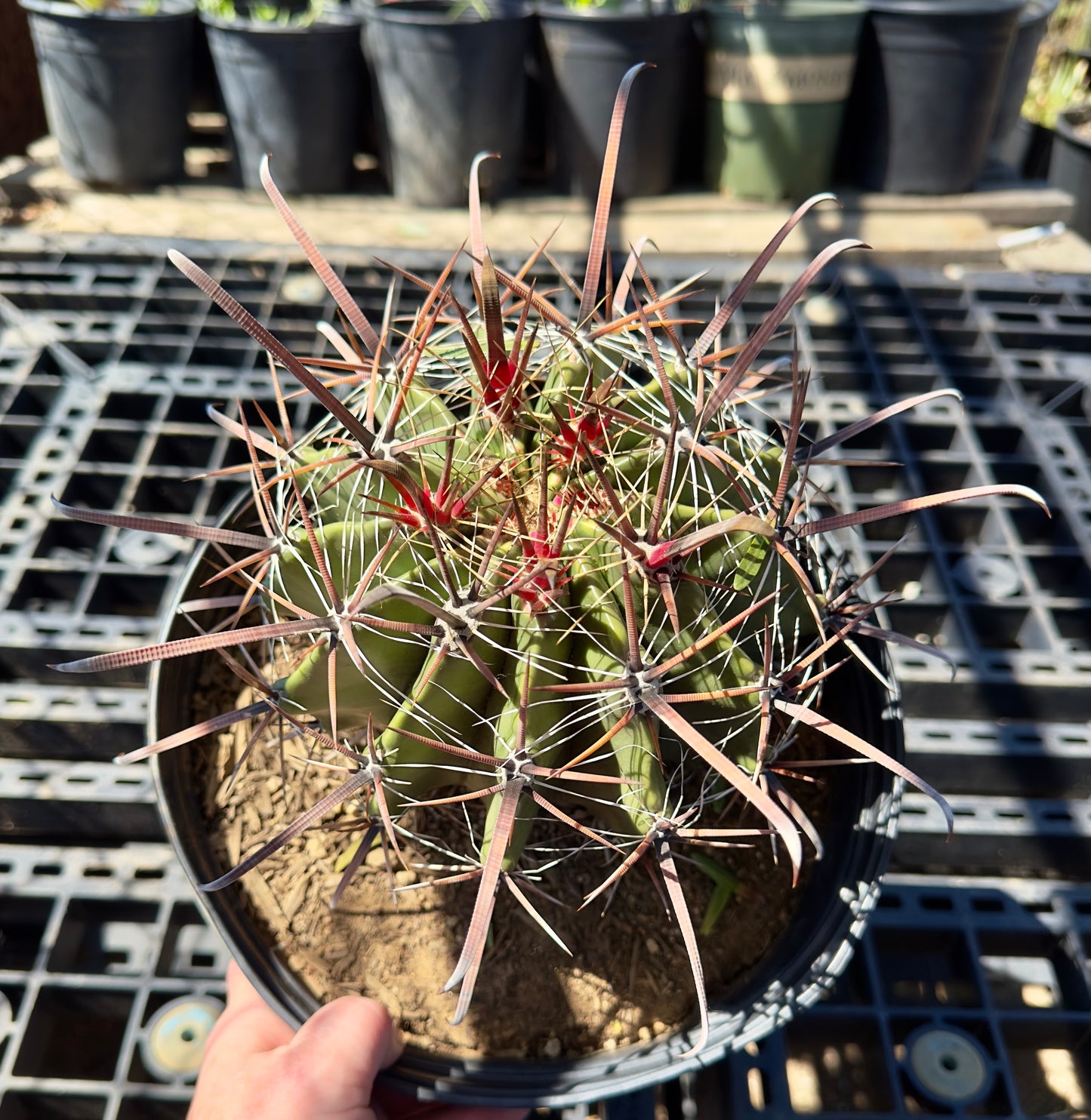 Ferocactus herrerae - Twisted Barrel Cactus SH12