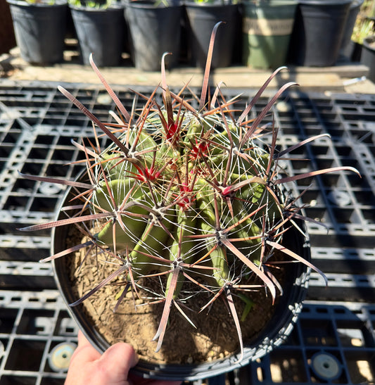 Ferocactus herrerae - Twisted Barrel Cactus SH12