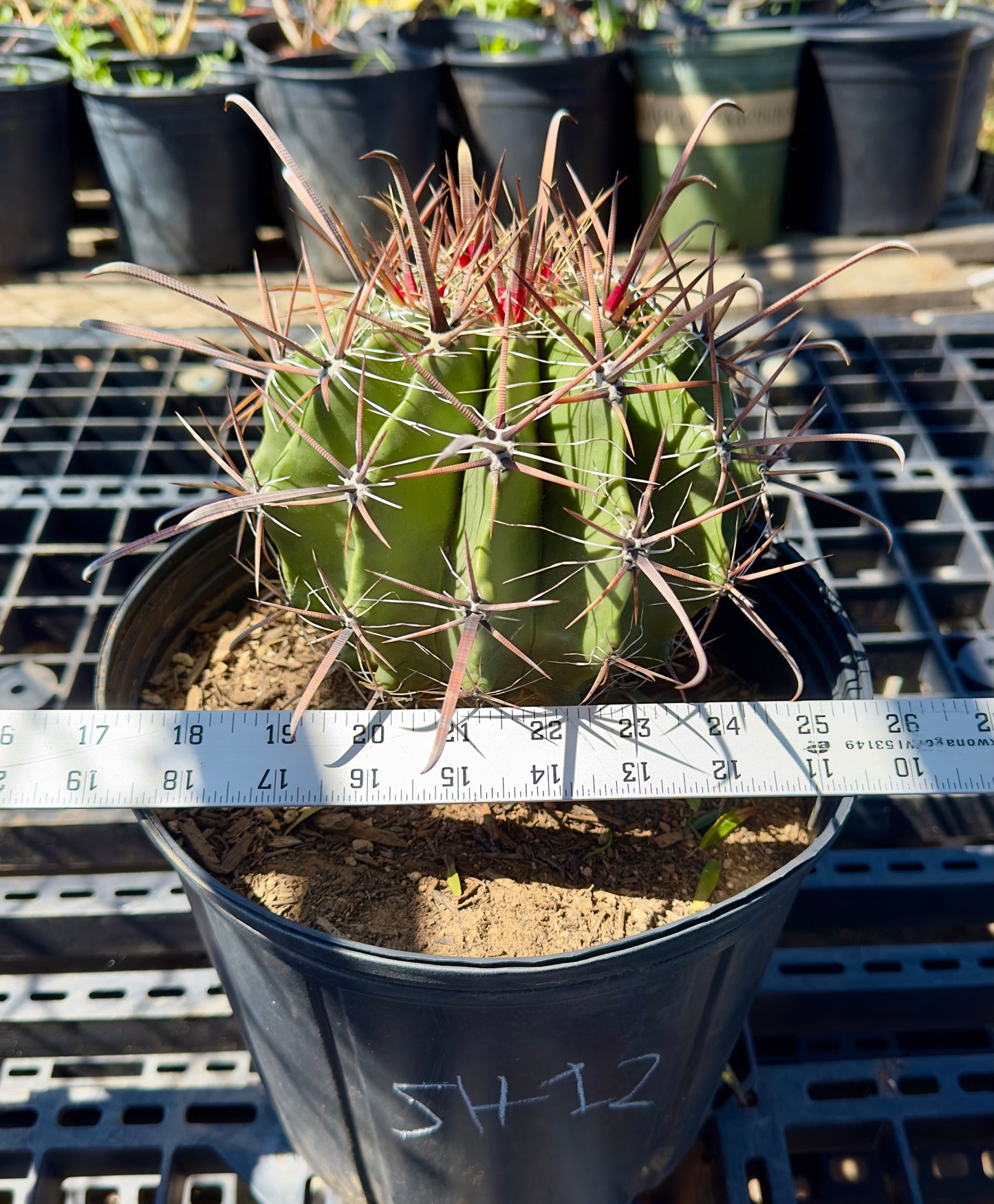 Ferocactus herrerae - Twisted Barrel Cactus SH12