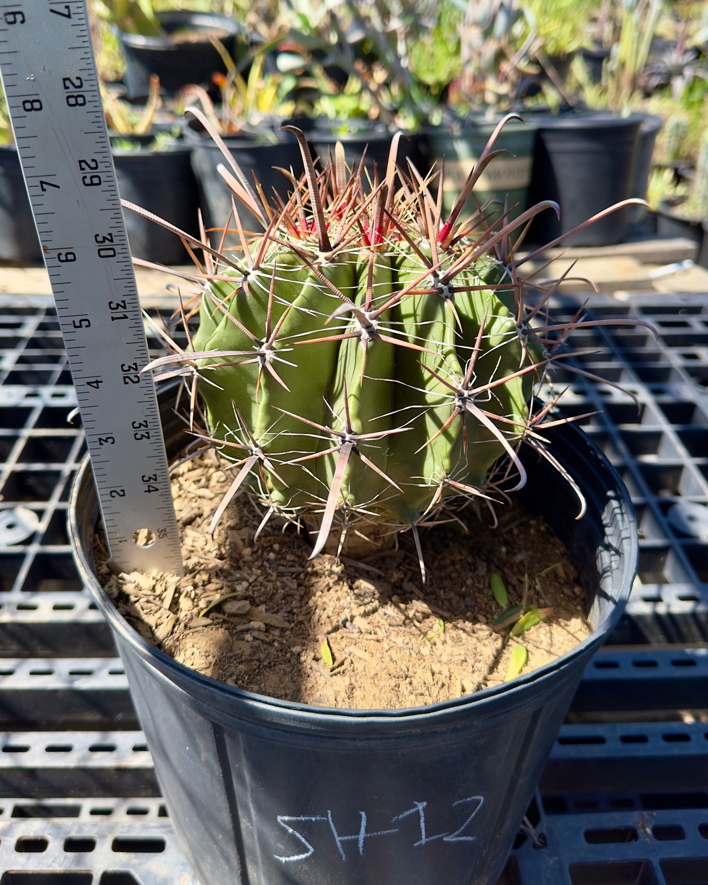 Ferocactus herrerae - Twisted Barrel Cactus SH12