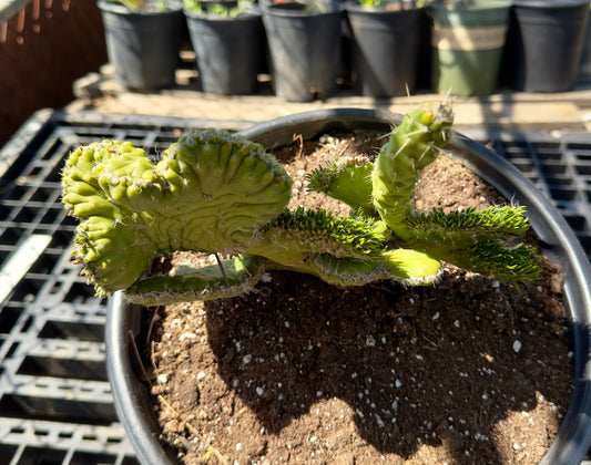 Austrocylindropuntia subulata f. cristata - Crested Eve's Needle Cactus SH13
