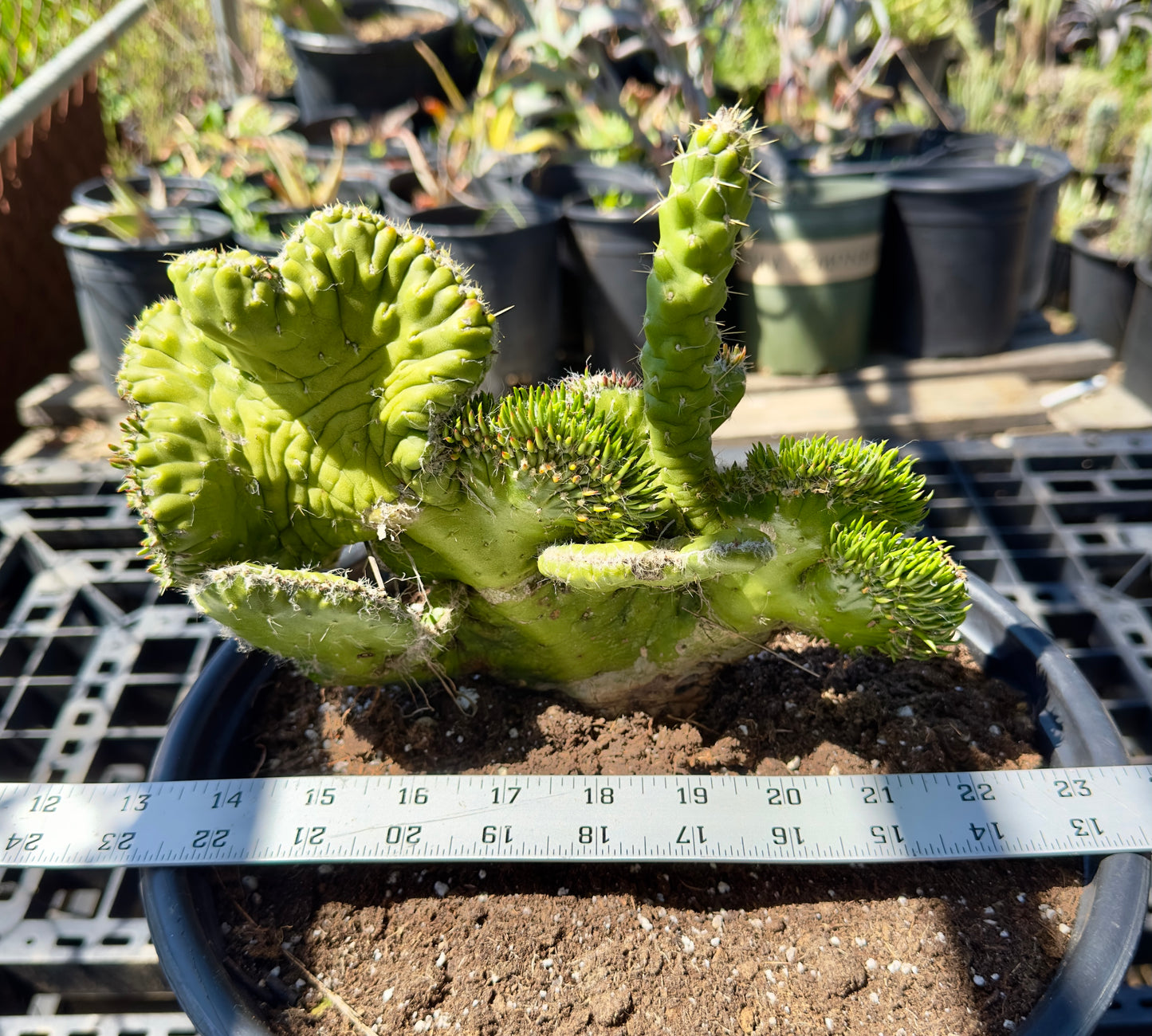 Austrocylindropuntia subulata f. cristata - Crested Eve's Needle Cactus SH13