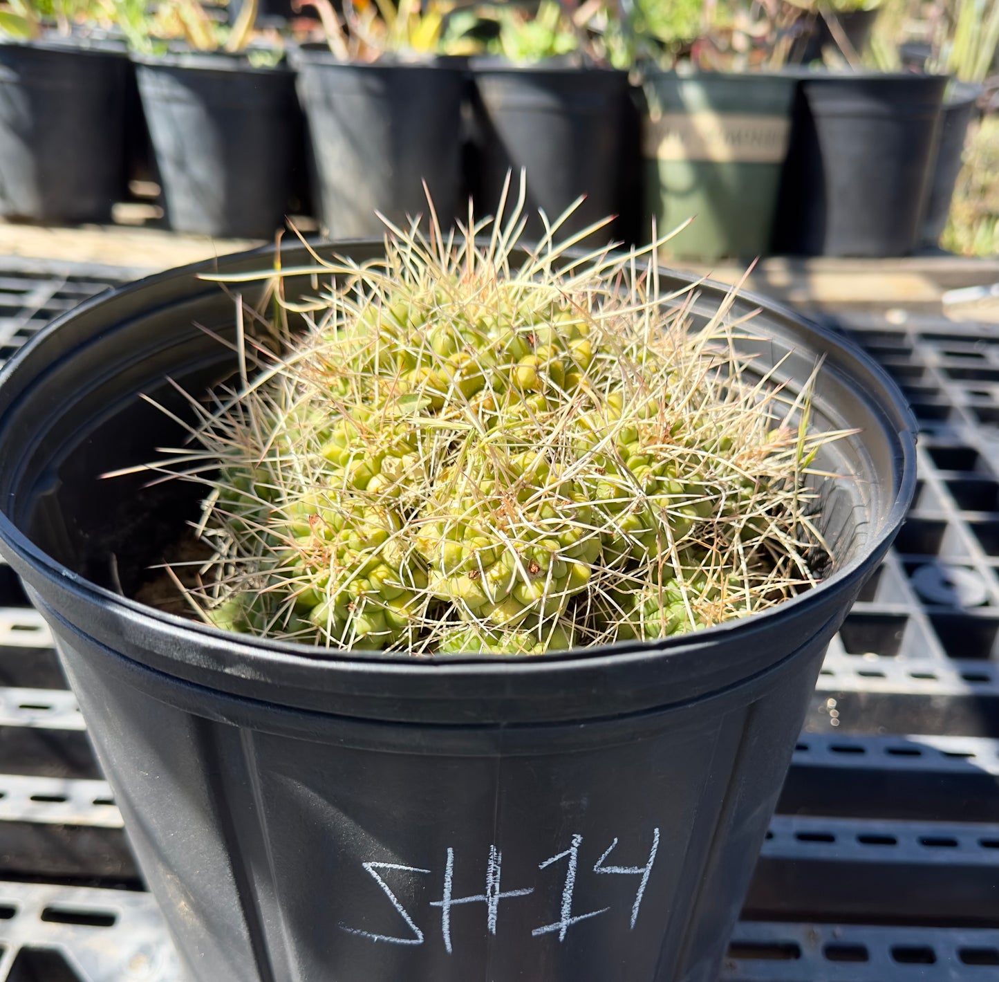 Mammillaria compressa - Mother of Hundreds SH14