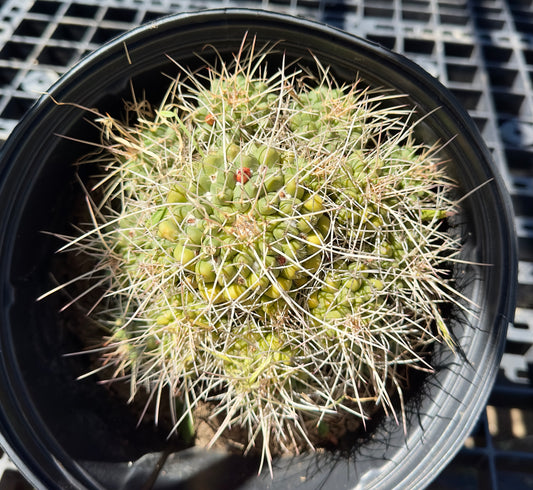 Mammillaria compressa - Mother of Hundreds SH14