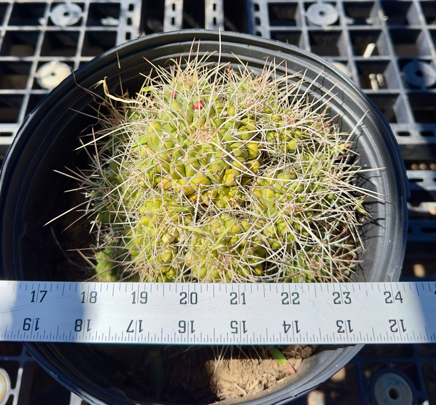 Mammillaria compressa - Mother of Hundreds SH14