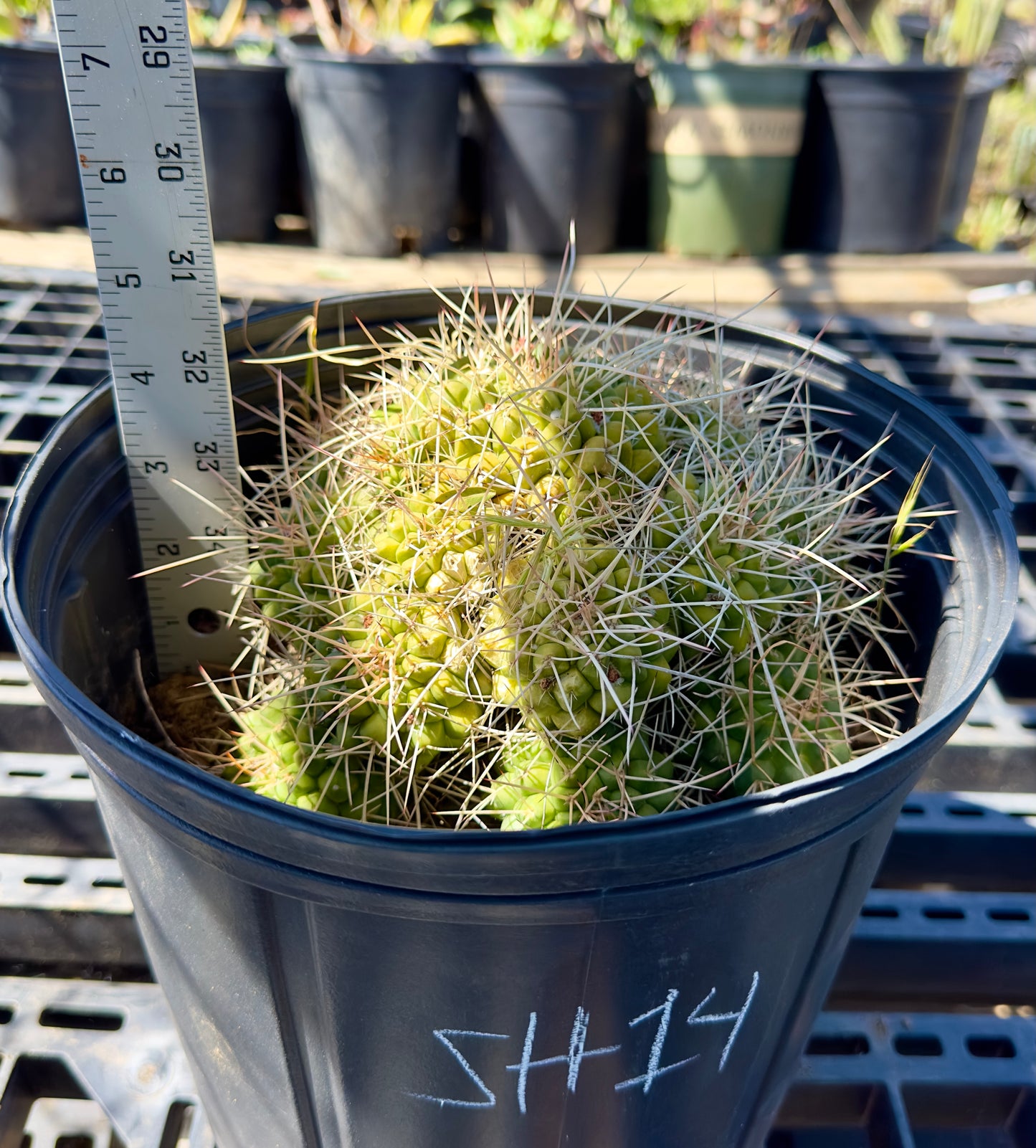 Mammillaria compressa - Mother of Hundreds SH14