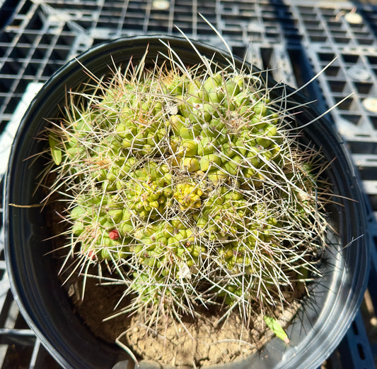 Mammillaria compressa - Mother of Hundreds SH15